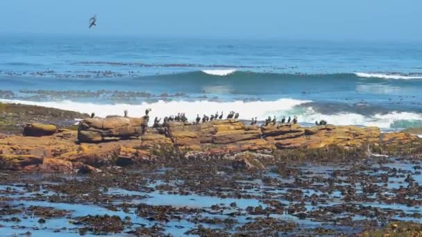 南非好望角海岩上的珊瑚角 — 图库视频影像
