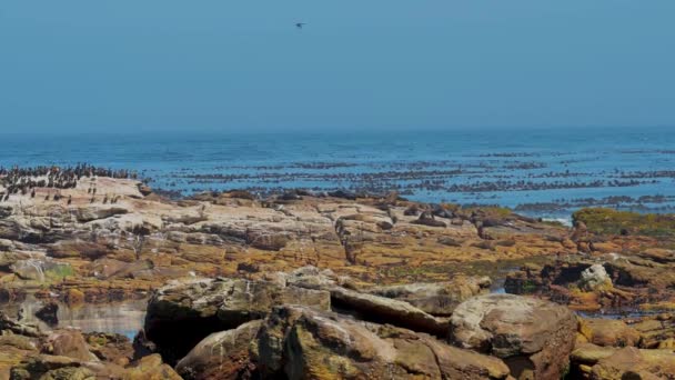 South African Fur Seals Sea Lions Cormorants Sea Rocks Cape — Stock video