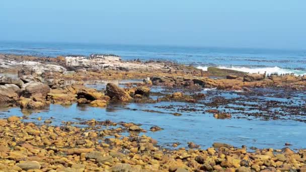 位于南非好望角的海岩上的南非毛皮海豹或海狮和软体动物 — 图库视频影像