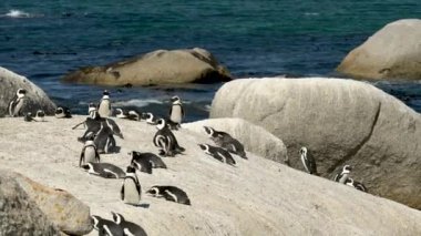Simons Town Güney Afrika 'daki Boulders Plajında Afrika penguenleri