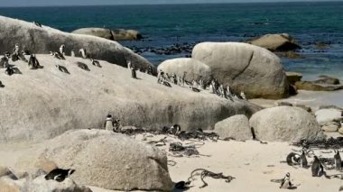 Simons Town Güney Afrika 'daki Boulders Plajında Afrika penguenleri