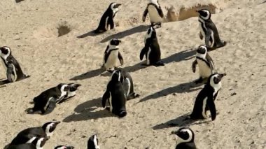 Simons Town Güney Afrika 'daki Boulders Plajında Afrika penguenleri