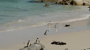 Simons Town Güney Afrika 'daki Boulders Plajında Afrika penguenleri