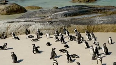 Simons Town Güney Afrika 'daki Boulders Plajında Afrika penguenleri