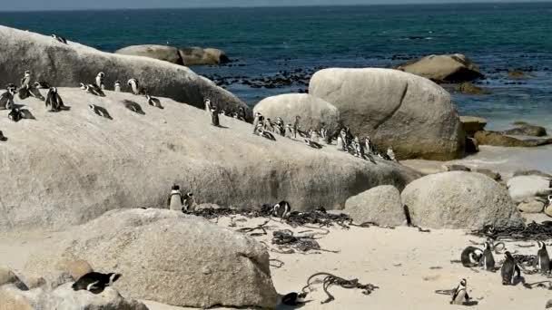Pingüinos Africanos Boulders Beach Simons Town Sudáfrica — Vídeos de Stock