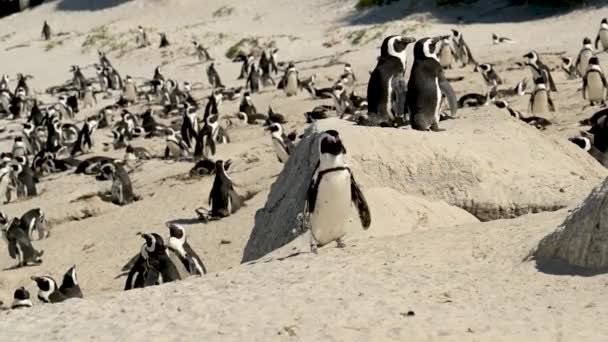 African Penguins Boulders Beach Simons Town South Africa — Vídeo de Stock