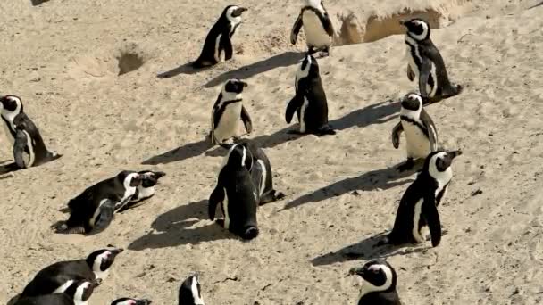 Pinguini Africani Boulders Beach Simons Town Sud Africa — Video Stock
