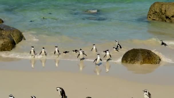 Pingouins Africains Boulders Beach Simons Town Afrique Sud — Video