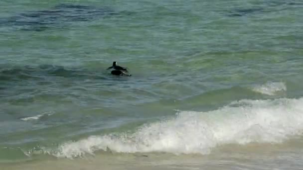 Pingüinos Africanos Boulders Beach Simons Town Sudáfrica — Vídeos de Stock