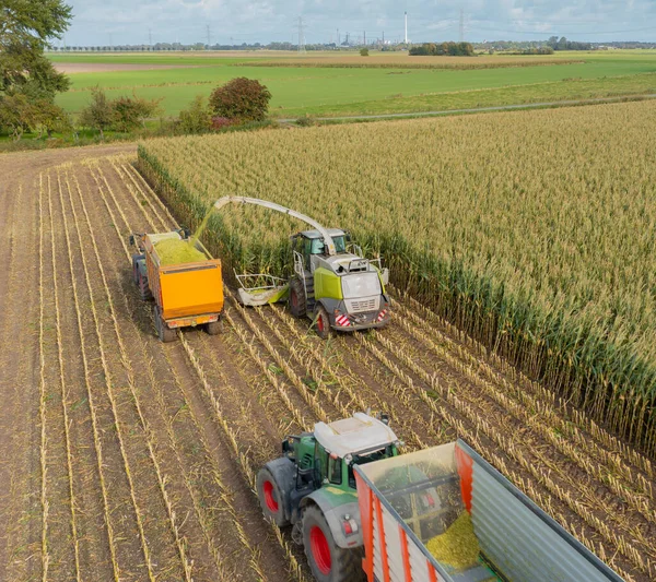 Трактор Подрібнювач Кукурудзи Під Час Збирання Кукурудзи Ліцензійні Стокові Фото