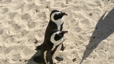 Simons Town Güney Afrika 'daki Boulders Plajında Afrika penguenleri