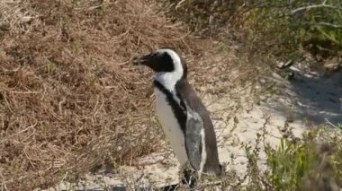 Simons Town Güney Afrika 'daki Boulders Plajında Afrika penguenleri