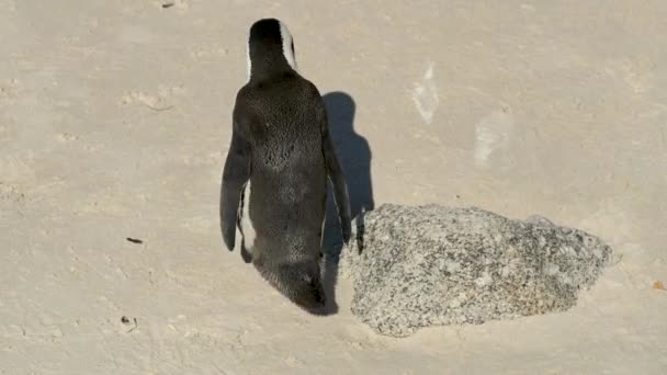 Pinguini Africani Boulders Beach Simons Town Sud Africa — Video Stock