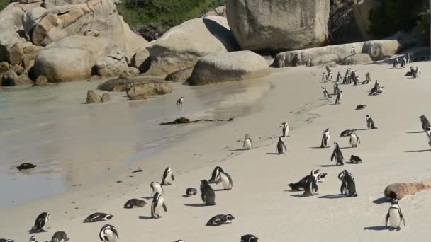 Африканські Пінгвіни Пляжі Боулдерс Місті Сімонс Південна Африка — стокове відео