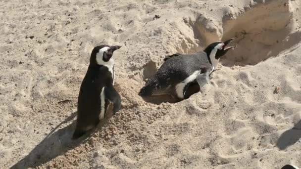 Pingüinos Africanos Boulders Beach Simons Town Sudáfrica — Vídeo de stock