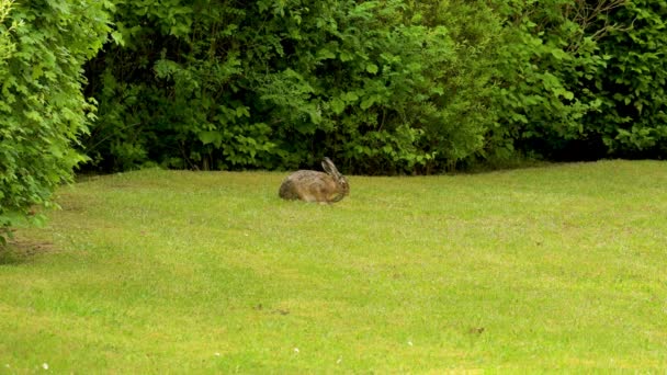 在公园里野生的棕色野兔 — 图库视频影像