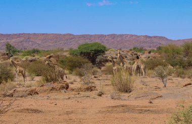 Ulusal Park Güney Afrika 'da doğa koruma alanındaki zürafalar.
