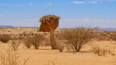 Weaver kuş yuvası Ulusal Park Güney Afrika 'da doğa koruma alanında.