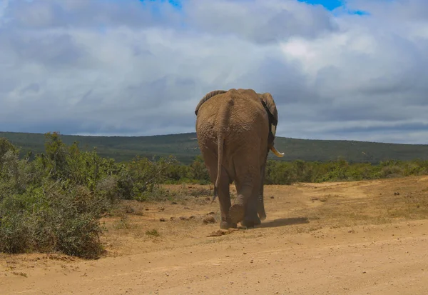 南非国家公园自然保护区内的大象 — 图库照片