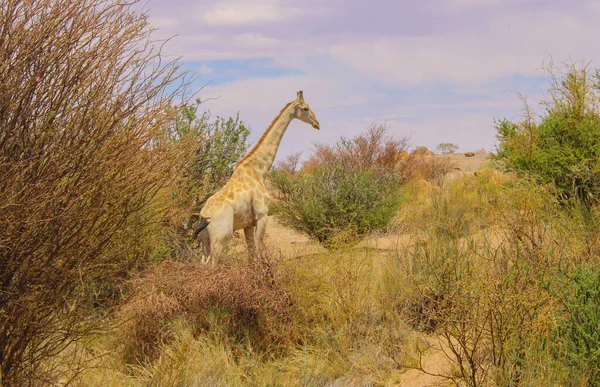 Jirafa Reserva Natural Parque Nacional Sudáfrica — Foto de Stock