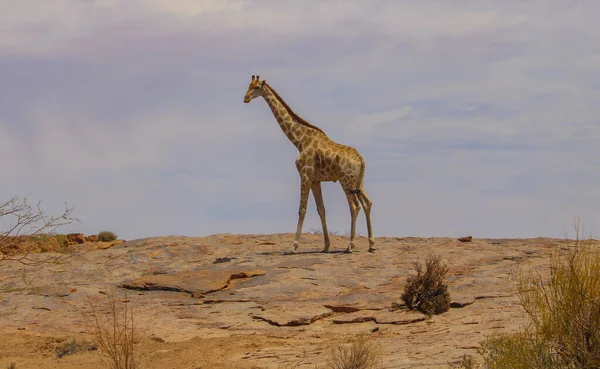 Giraffe Naturschutzgebiet Nationalpark Südafrika — Stockfoto
