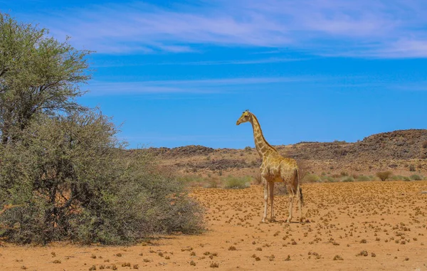 Girafe Dans Réserve Naturelle Parc National Afrique Sud — Photo