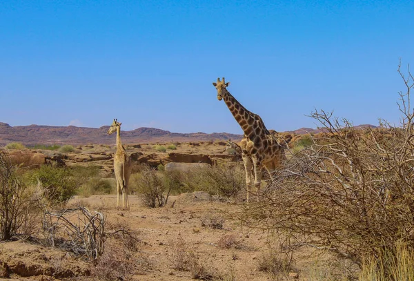 Girafes Dans Réserve Naturelle Parc National Afrique Sud — Photo