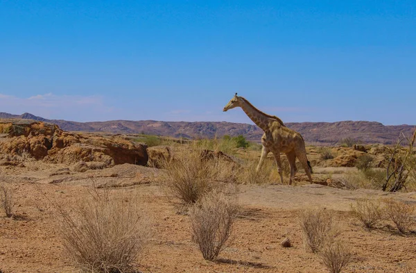 Girafe Dans Réserve Naturelle Parc National Afrique Sud — Photo