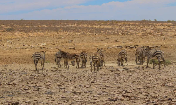 Cebras Reserva Natural Parque Nacional Sudáfrica —  Fotos de Stock