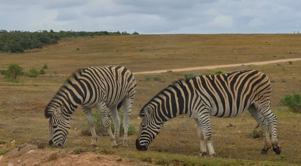 Zebras Nature Reserve National Park South Africa — Stock Photo, Image