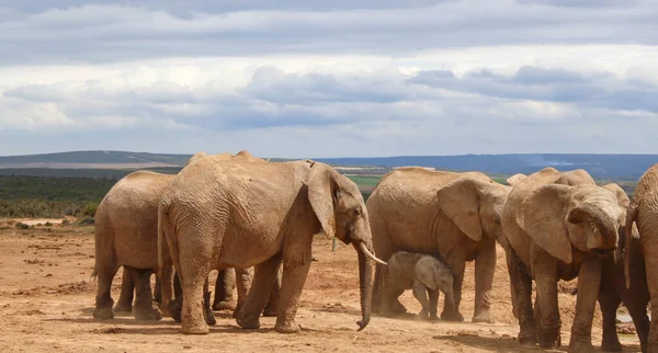 Herd Elephants Waterhole Wild Savannah Landscape Africa — Foto de Stock
