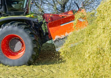 Unloading corn on a corn silage during the corn harvest