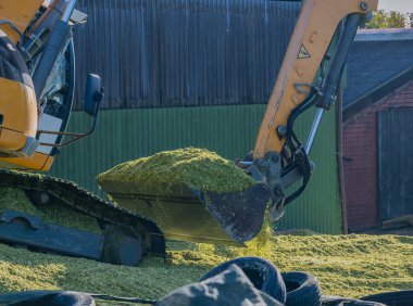 Excavator distributes corn on a corn silage during the corn harvest