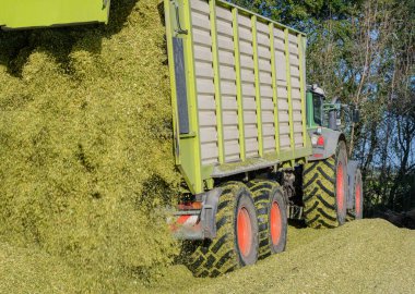 Unloading corn on a corn silage during the corn harvest