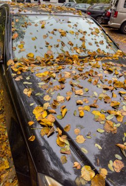 Düşüşün başlangıcı, arabanın ön camına düşen yapraklar ve yapraklar.