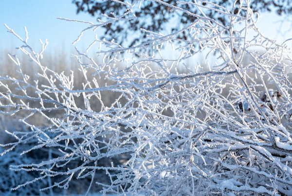 Atmospheric winter view with ice crystals and snowy branches on trees