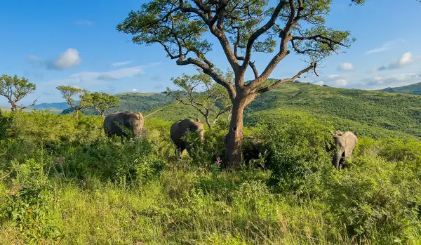 Elephant in the Hluhluwe National Park South Africa