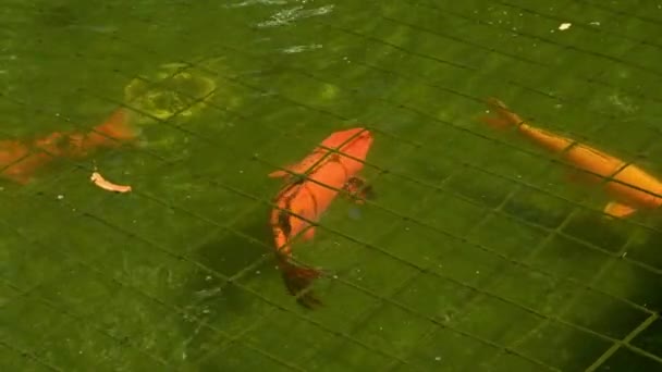 在池塘里繁殖考伊鲤鱼 — 图库视频影像