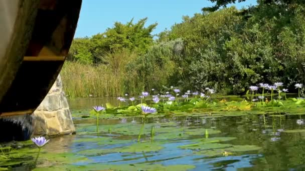 Watermill Water Lilies Green Point Park Cape Town South Africa — Stock Video