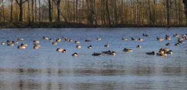 Birçok Barnacle Goose bir gölde dinleniyor.