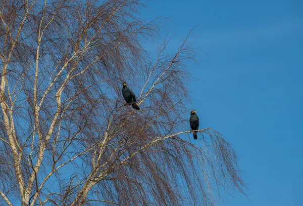 Cormorant resting on a tree