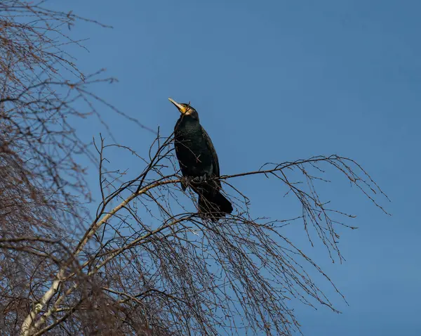 Cormorant resting on a tree
