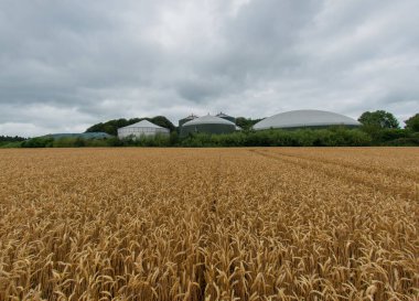 Enerji üretimi ve enerji üretimi için bir biyogaz fabrikasının önündeki buğday tarlası