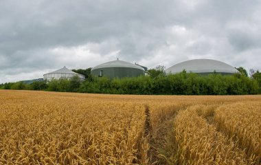Enerji üretimi ve enerji üretimi için bir biyogaz fabrikasının önündeki buğday tarlası