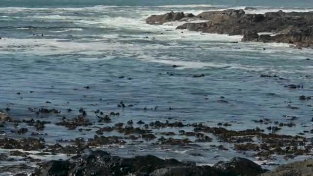 ケープタウンの近くの南大西洋沿岸南アフリカ — ストック動画
