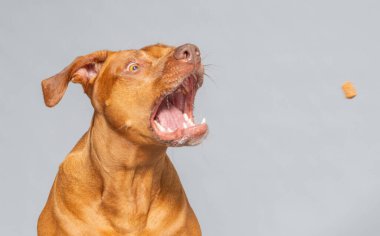 Rodezyalı bir Ridgeback 'in stüdyo resmi, Güney Afrika' dan tanınmış bir köpek türü.