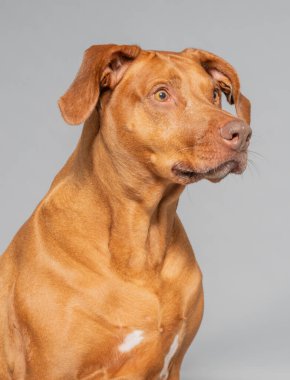 Rodezyalı bir Ridgeback 'in stüdyo resmi, Güney Afrika' dan tanınmış bir köpek türü.