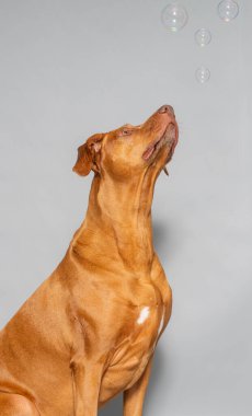 Rodezyalı bir Ridgeback 'in stüdyo resmi, Güney Afrika' dan tanınmış bir köpek türü.