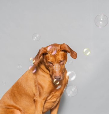Rodezyalı bir Ridgeback 'in stüdyo resmi, Güney Afrika' dan tanınmış bir köpek türü.