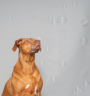 Rodezyalı bir Ridgeback 'in stüdyo resmi, Güney Afrika' dan tanınmış bir köpek türü.